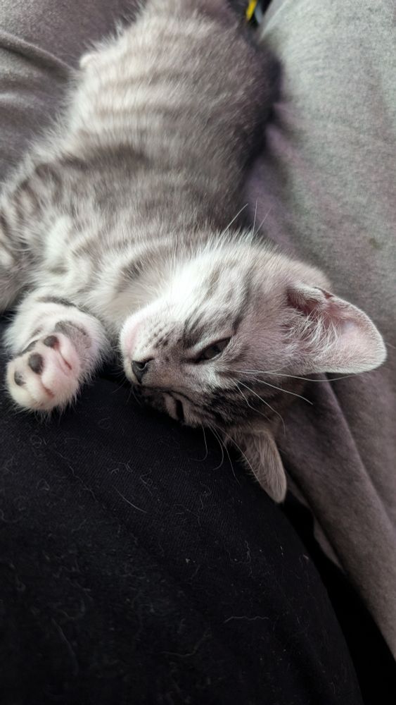 Pinky the kitten sleeping on her side in my lap