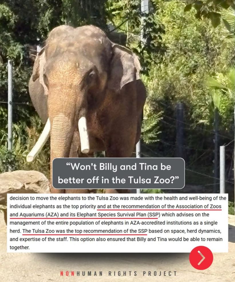 Picture of elephant Billy. He will be used for breeding purposes at Tulsa Zoo instead of being transferred to an elephant sanctuary in TN.