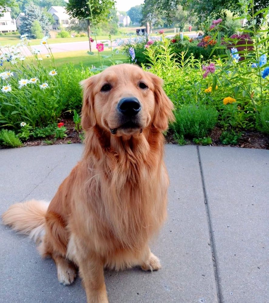 Gilbert, the family dog of Rep Hortman, euthanized after being shot by a sociopath