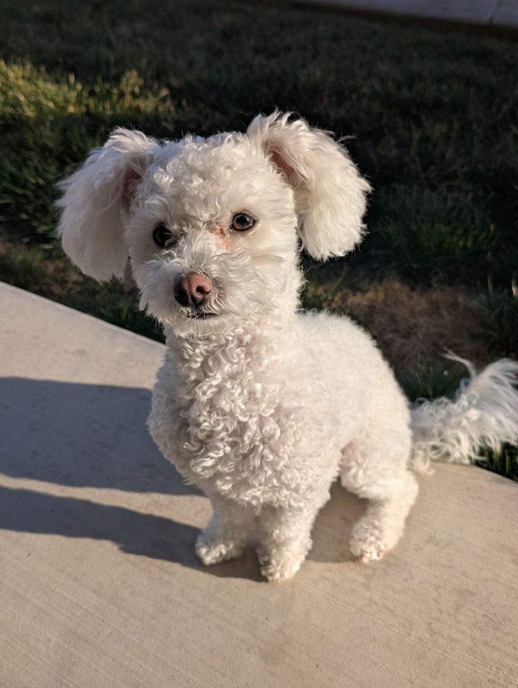 White small poodle sitting down looking at the camera with his ears up