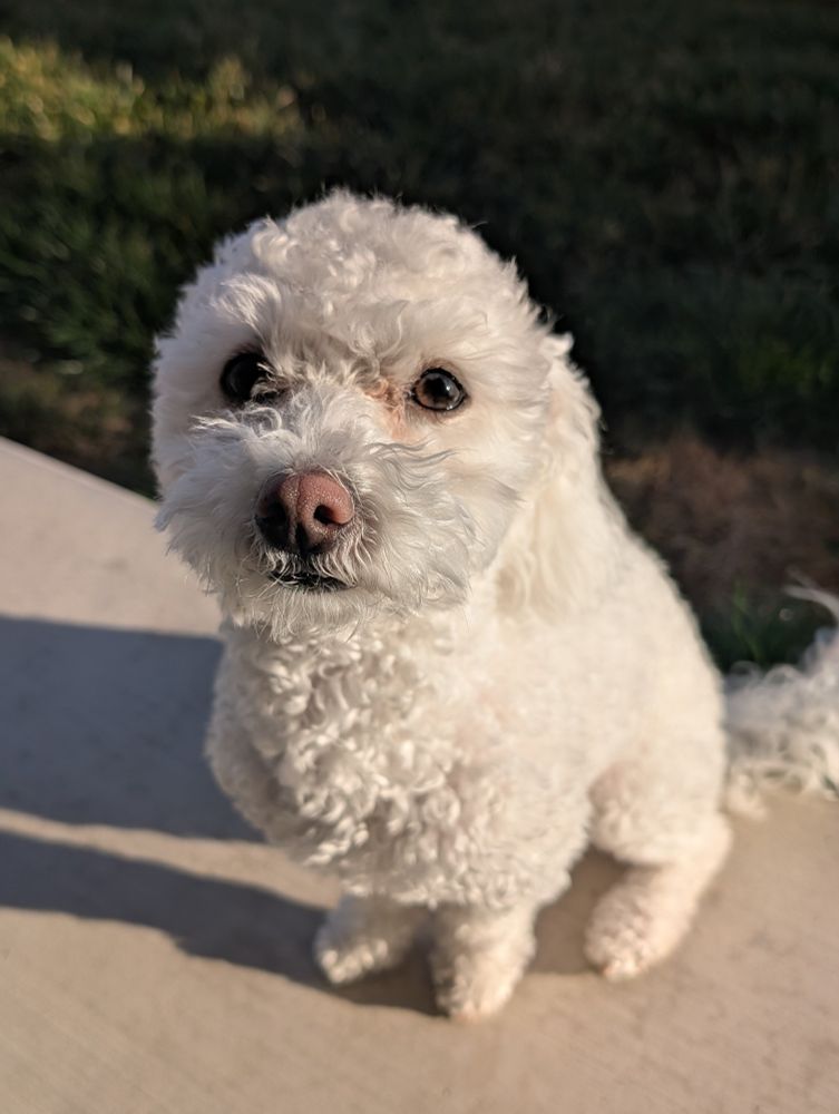 White poodle looking at the camera sweetly with his ears pinned back