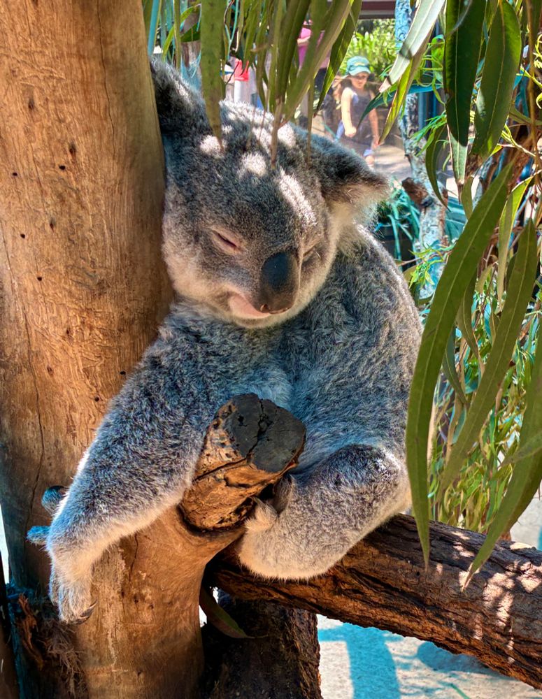 Koala