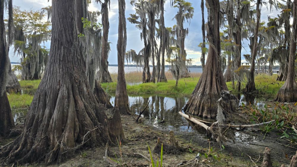 Photo from Santa Fe Lake, Santa Fe Swamp, Santa Fe River, Melrose, Florida