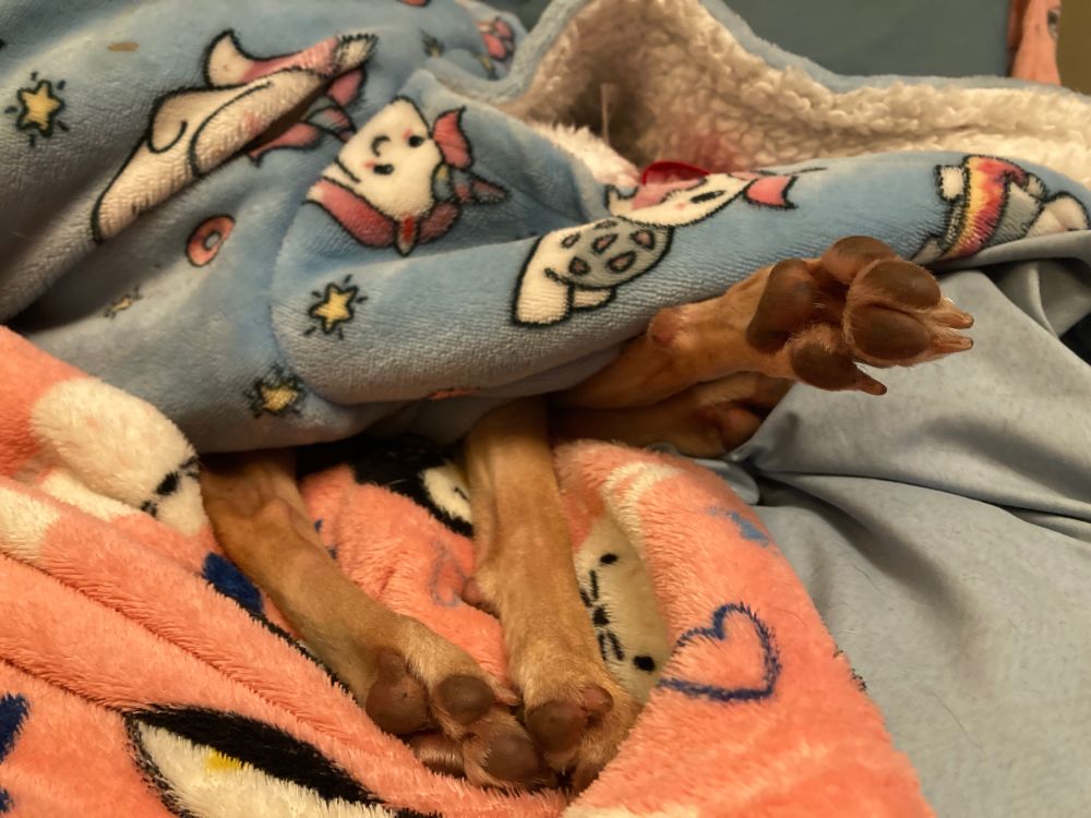 Dog paws sticking out of a pile of fleece blankets