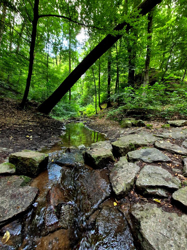 Bachlauf hochfotografiert. Im Vordergrund der Bach mit Steinen, im Hintergrund Buchen im satten Grün. Ein Baumstamm ragt über den Bach