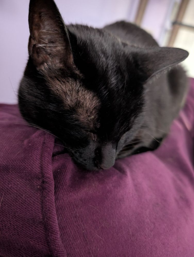 A tiny black cat, adorably snoozing on a purple couch cushion 