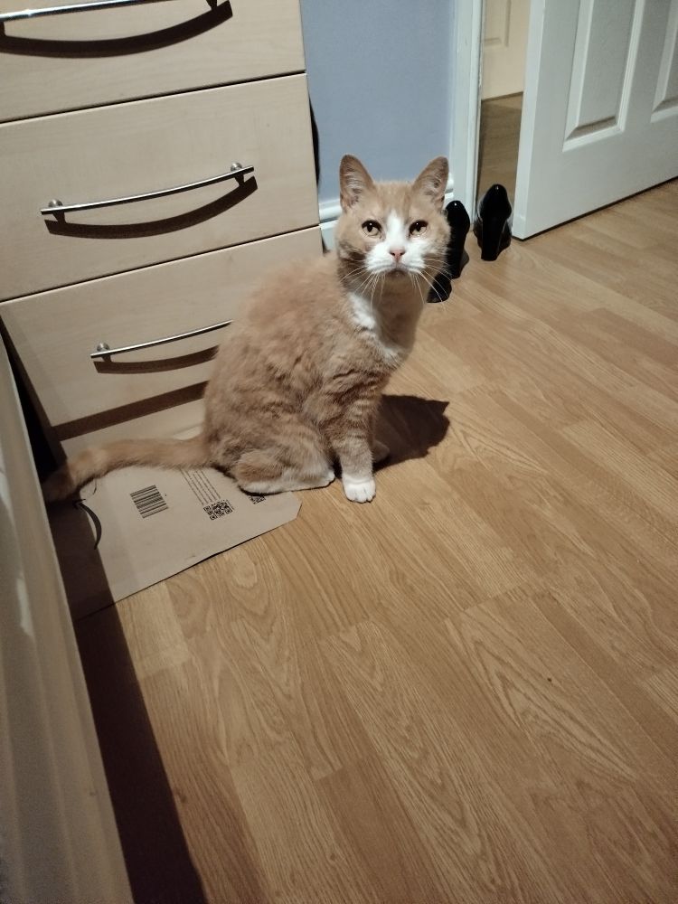 Photo of an orange cat sitting on an envelope looking at the camera with a more neutral expression.