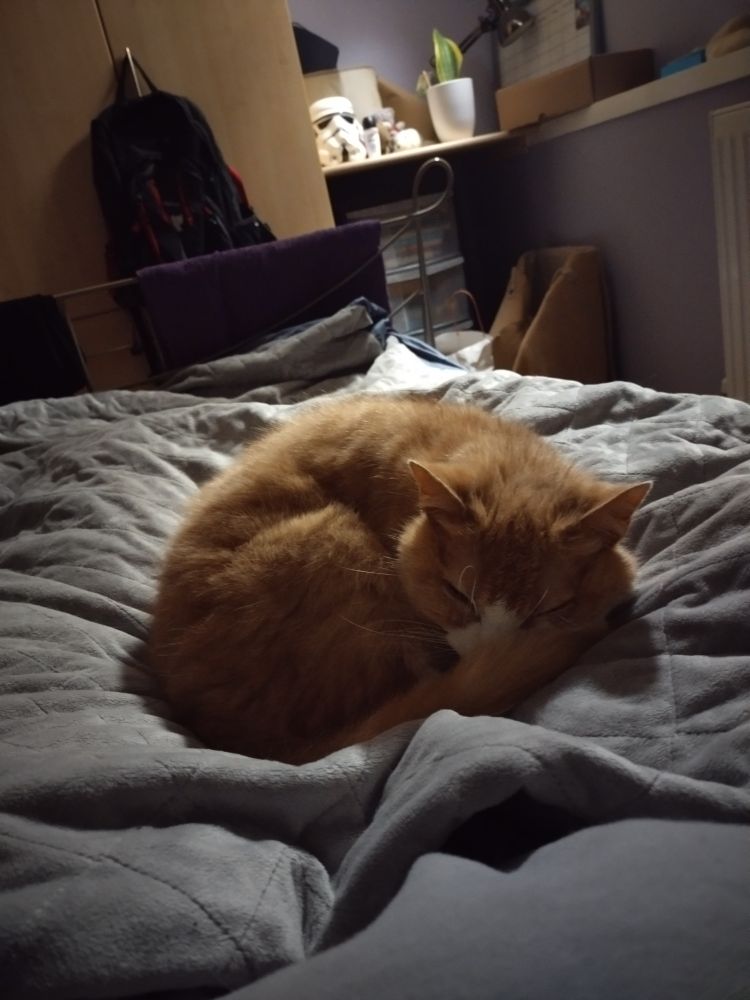 Photo of an orange cat curled up and sleeping on a bed.