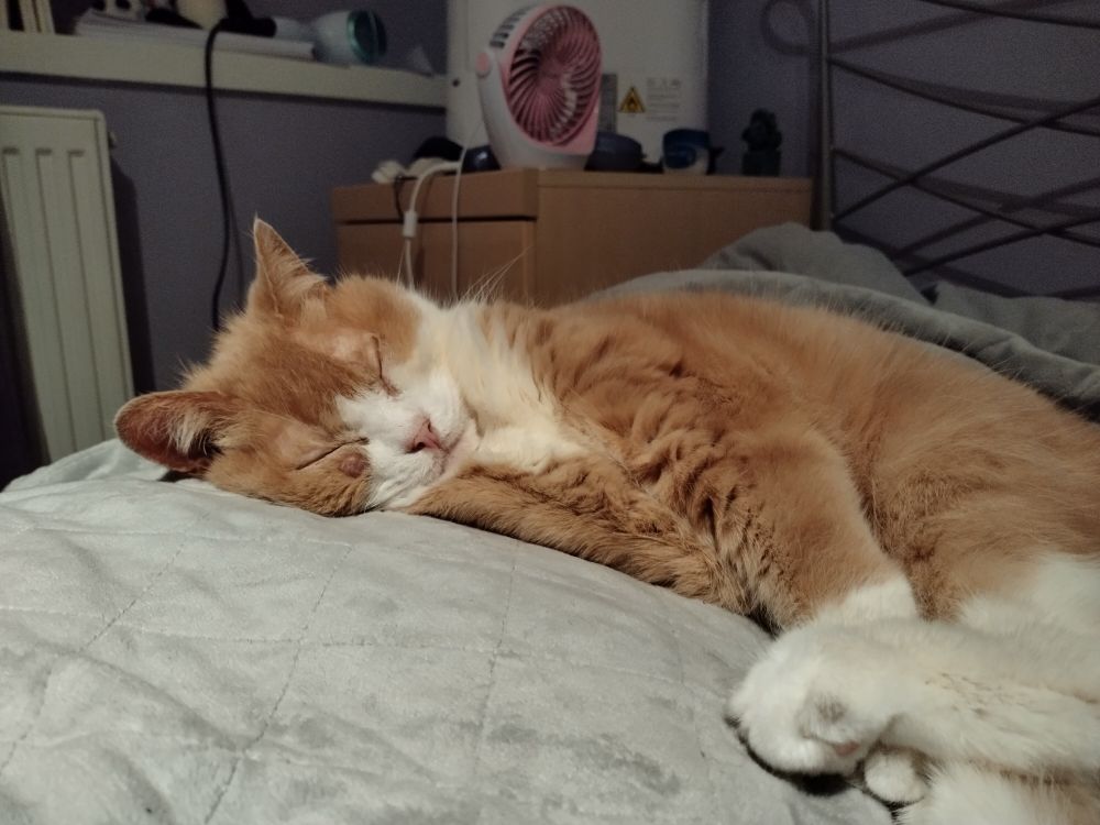 Photo of an orange cat sleeping. He is stretching as he is sleeping and making a face as he does so.