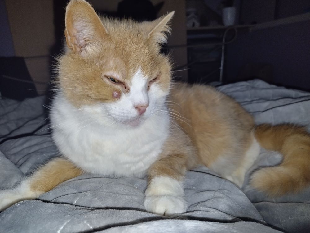 Photo of an orange cat laying on a person.