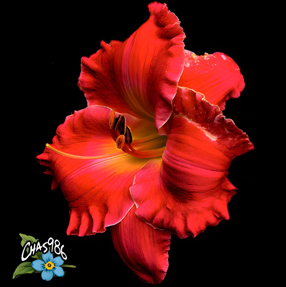 Closeup dramatic photograph of a bright red daylily showing curved and ruffled petals with a golden center in bright sunlight highlighting prominent stamens and pistil.