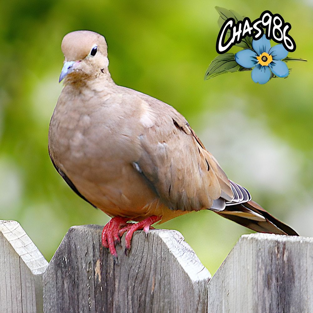Closeup photograph of a rounded midsize beige gray bird with red feet sitting on a fence with a bokeh background rendered in various shades of green.