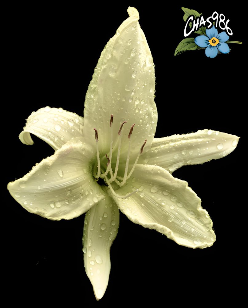 Closeup photograph of a light yellow daylily with curved and ruffled petals in bright sunlight showing prominent stamens and pistil highlighted with drops of rainwater.