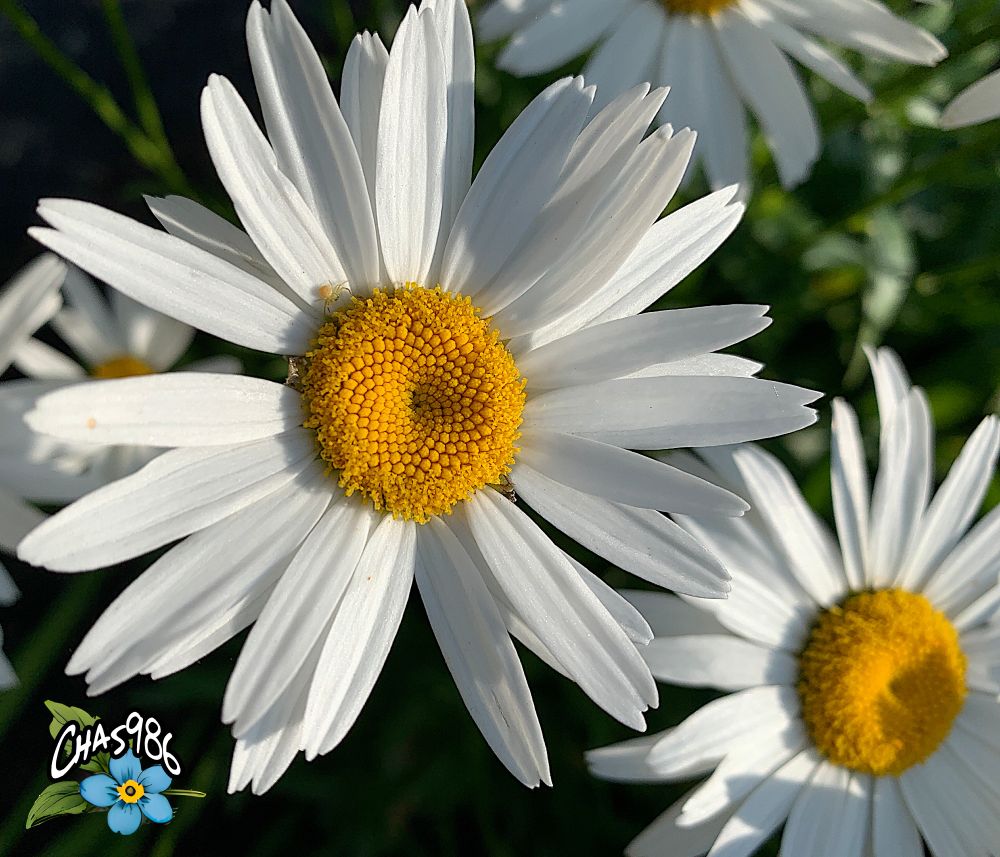 Photographic closeup of a large white daisy, showing a tiny yellow spider near the edge of the flower’s golden “eye”.