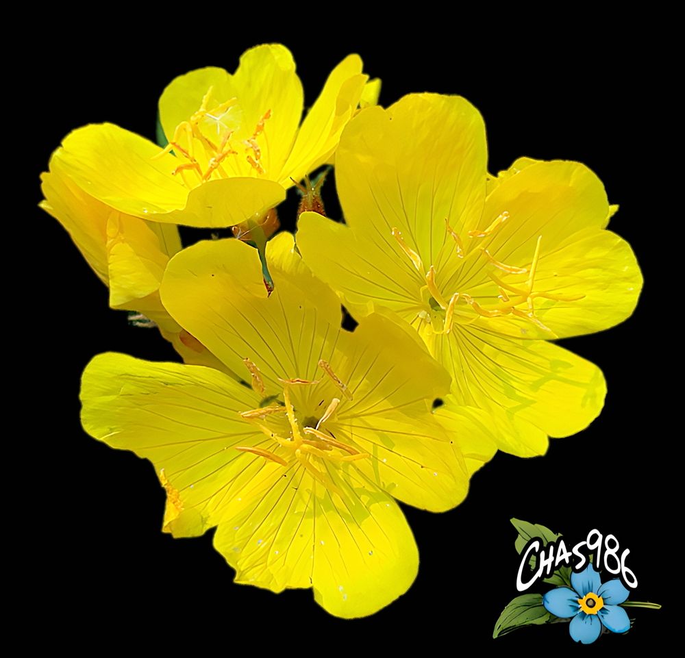 Closeup photograph of a group of bright yellow four petal flowers with prominent golden stamens and anthers shown on a black background.