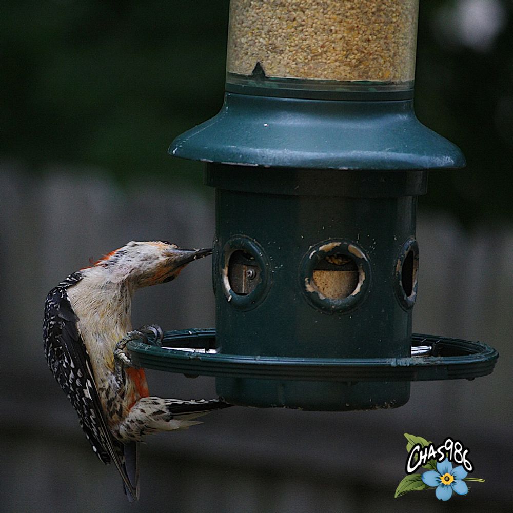Closeup photograph of a bird with black and white wings, a white front and bright red on its head and belly clinging to the rail of a closed green bird feeder at an odd angle, its long beak trying to get at a seed or two. The bird is seen from the right side with its head tilted away from the camera showing a white and pink neck and dark chin. The dark green and gray background is a blur.