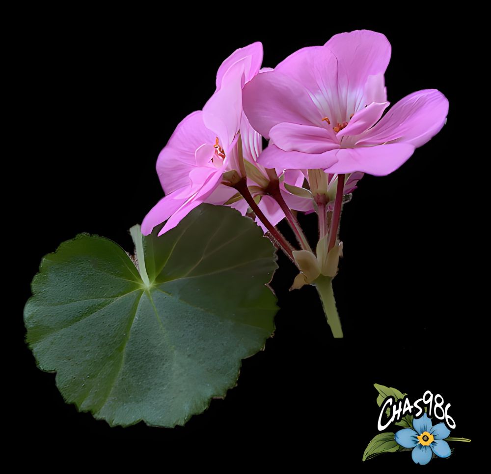  Photographic closeup of pink geranium flowers, seen from the side with a green leaf fronting a black background.