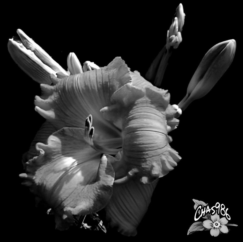 Dramatic black and white monochrome photo of a bright, full in bloom daylily with highlighted flower buds behind the central flower.