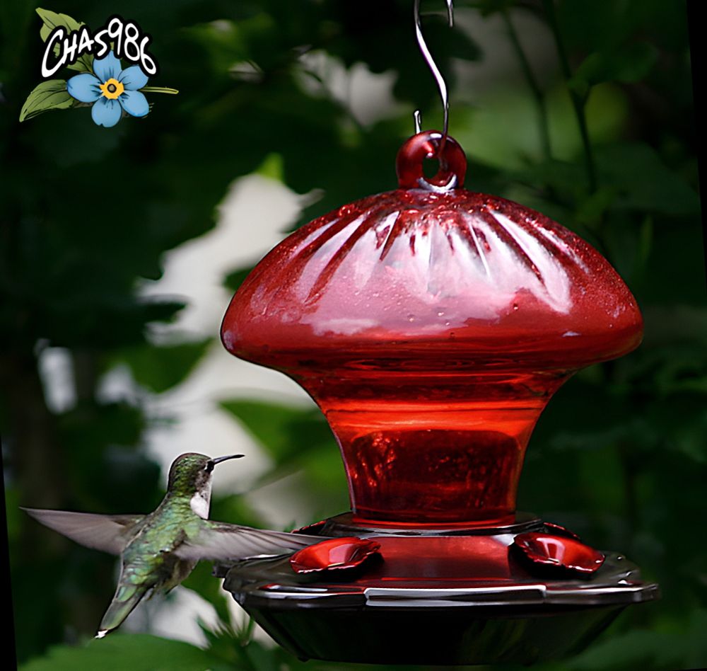 Closeup photograph of a green backed female ruby-throated hummingbird approaching a bright red mushroom shaped hummingbird feeder suspended in front of a bokeh green and white background.