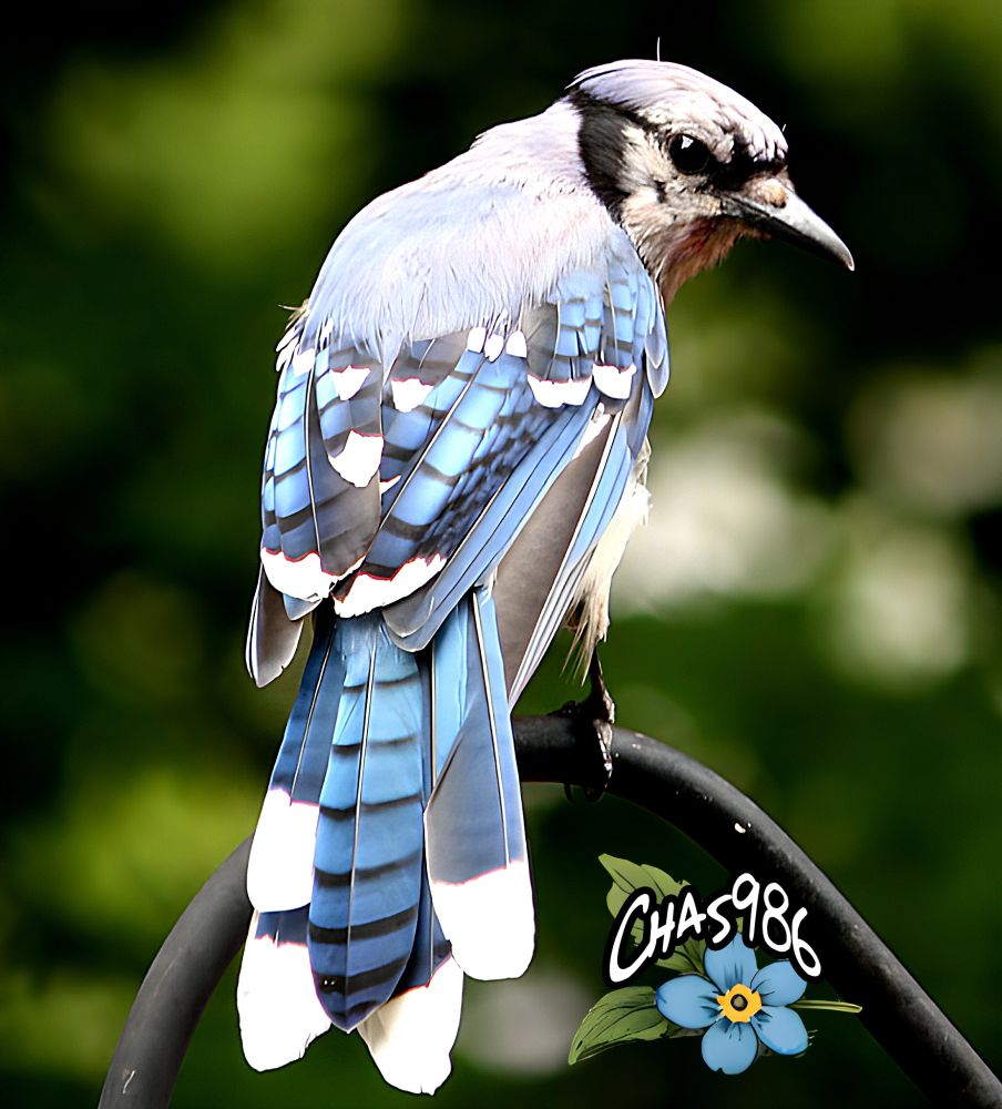 Closeup of a grumpy blue, black, gray and white bluejay glowering at the camera over its right shoulder. It is posed against a dark green, black and white blurred background. 