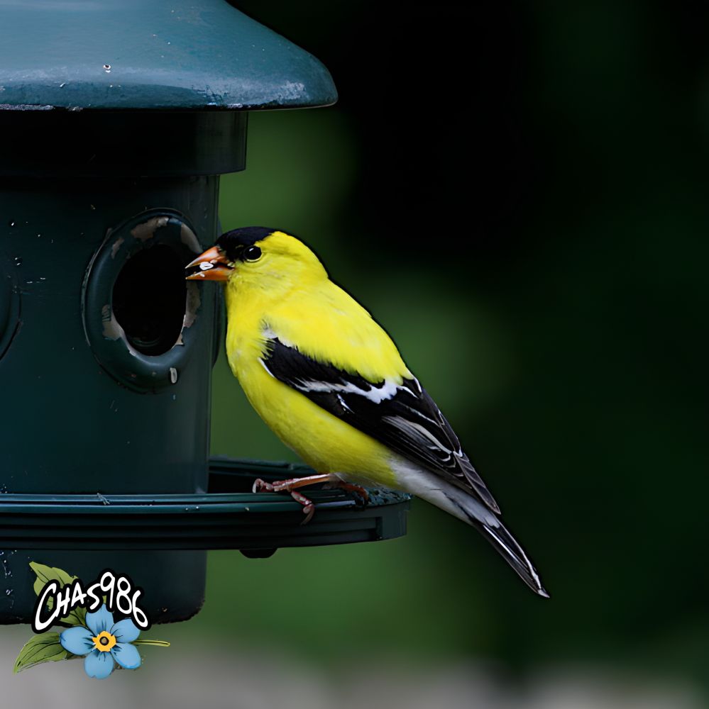 Photograph of a small bright yellow, black and white bird on a feeder with a seed in its beak in front of a green bokeh background.