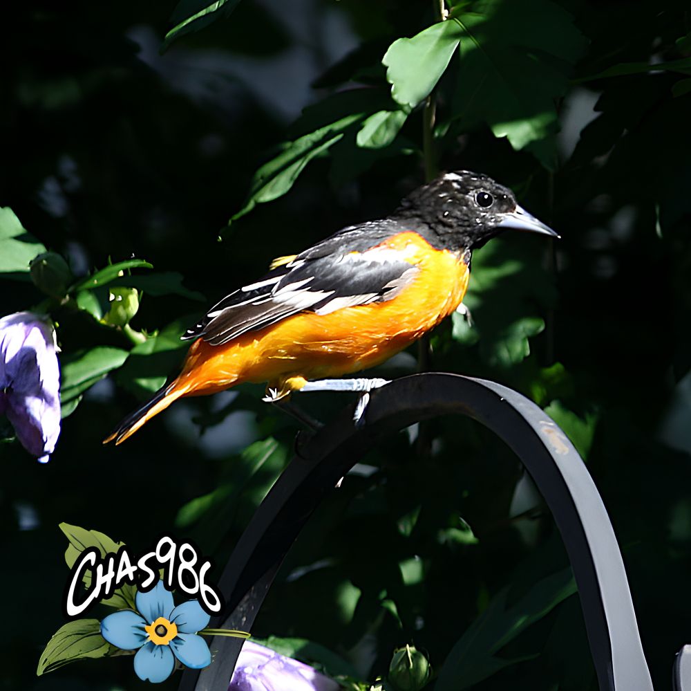 Closeup photograph of a mid-sized black, white and orange bird perched on the arch of a plant hanger in front of a black and green out-of-focus background.