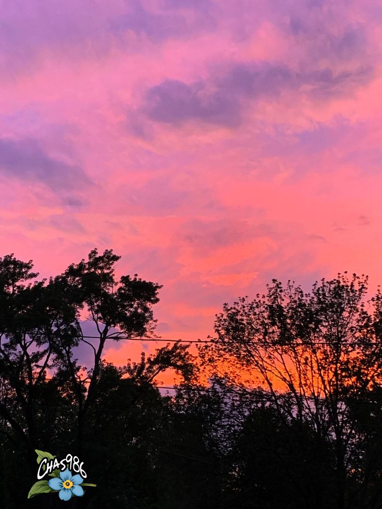 Photograph of a bright sky just after sunset ranging in color from light pink at the top, red mid-sky and orange towards the horizon with bluish clouds and dark silhouettes of trees in the foreground.