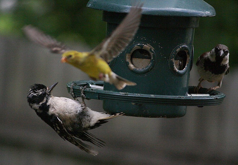 Ms Downey Woodpecker ducks as a goldfinch takes off from a bird feeder as a house sparrow looks on.