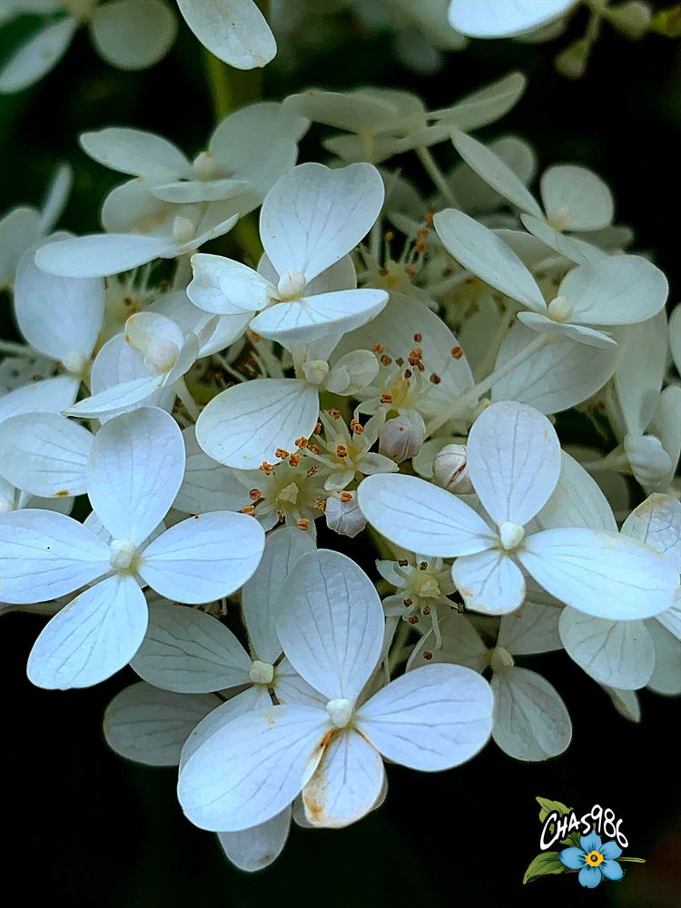 Closeup photograph of a cluster of small four-petal white flowers surrounding a central floret with golden stamens.