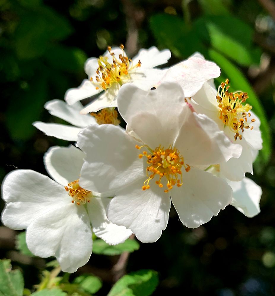 Closeup photograph of bright white five-petal wild rose flowers with orange/gold stamens against a mixed green bokeh background.