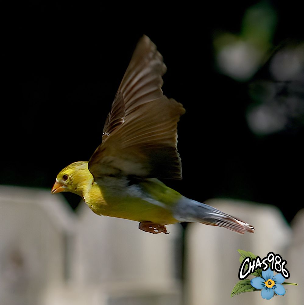 Photograph of a small bright yellow, black and white bird wings raised in  flight in front of a dark bokeh background.