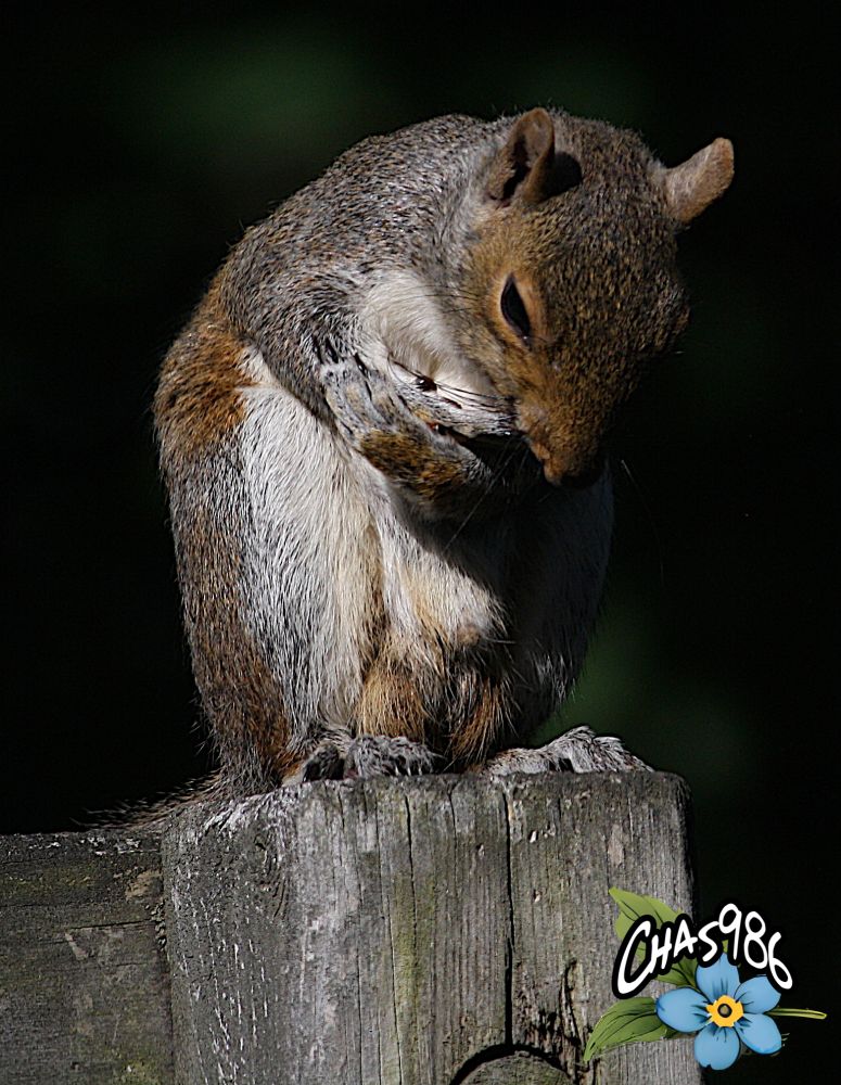Photograph of a gray squirrel taking a bow after entertaining the other critters in the backyard.