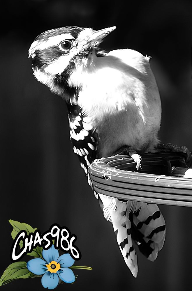Closeup photograph of a young white and black female downy woodpecker at a bird feeder posing for her profile black and white portrait in bright sunlight.