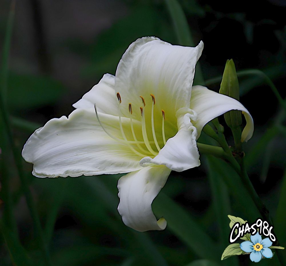 Closeup photograph of a white daylily with back-curved and ruffled petals showing prominent stamens and pistil in a golden green center. The flower stands out against a black and green background.