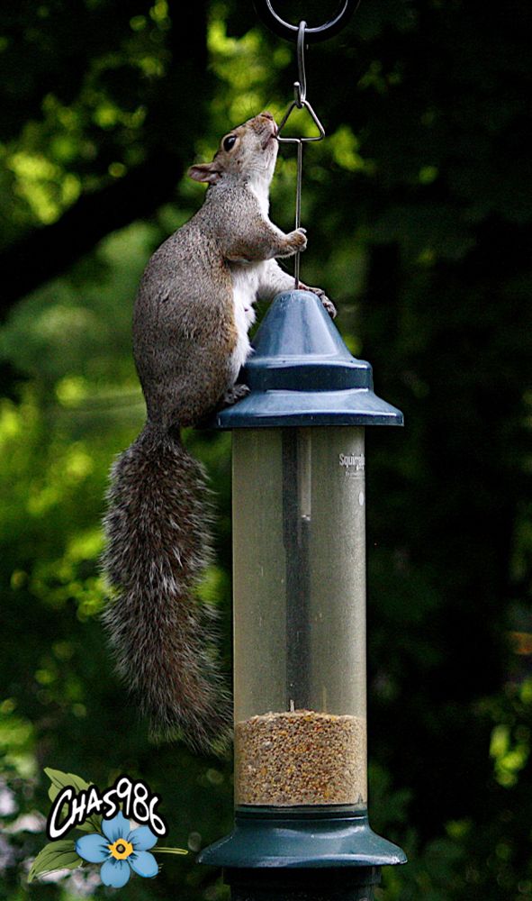 Photograph of an eastern gray squirrel stuck on top of a hanging bird feeder apparently holding on for dear life with paws and teeth after trying to pilfer seeds.