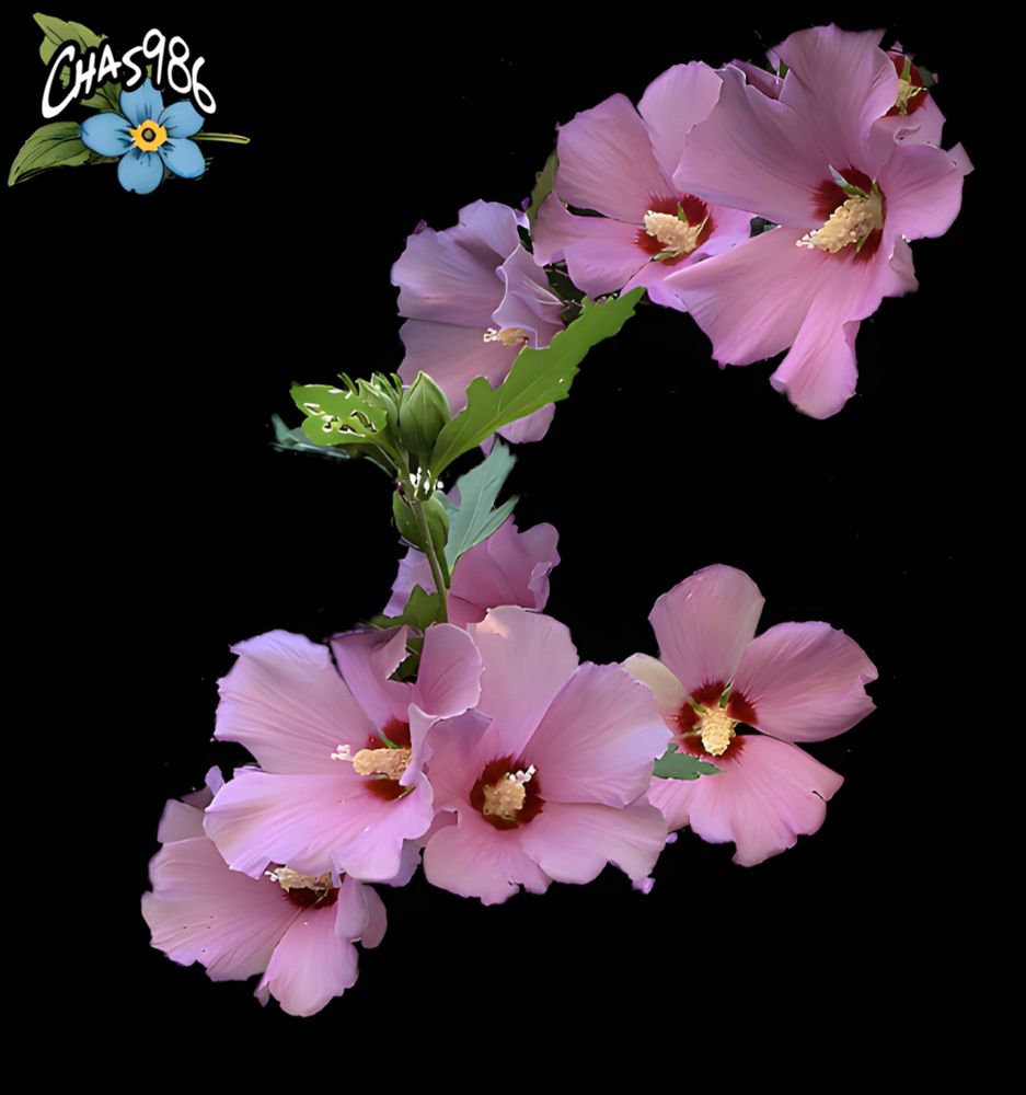 Photograph of eight dark pink flowers with red centers and golden stamens around a green stem with leaves and flower buds against a black background.