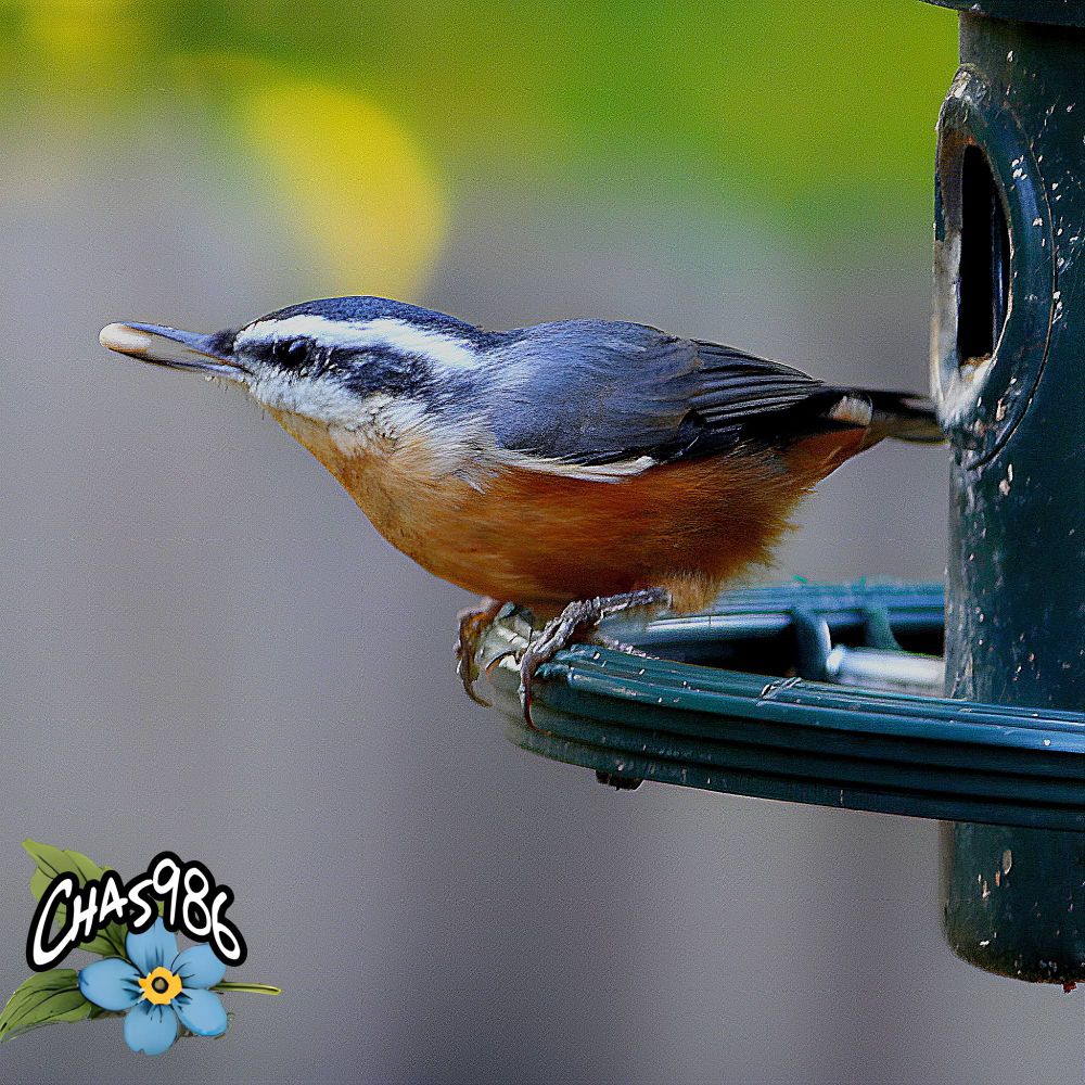 Small blue-gray bird with black and white stripes and a gold-orange throat and belly gets ready to fly off a birdfeeder with its selected seed. The background is a blur of green, yellow and gray.