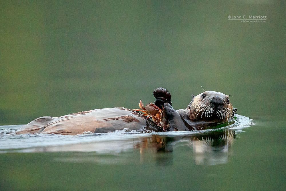 Sea otter by wildlife photographer John E. Marriott.