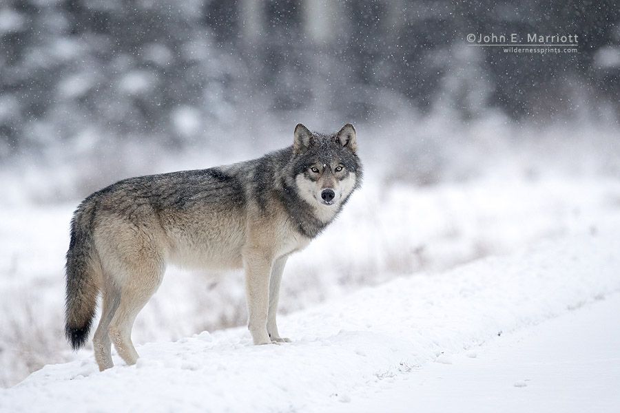 Wild gray wolf photography by wildlife photographer John E. Marriott