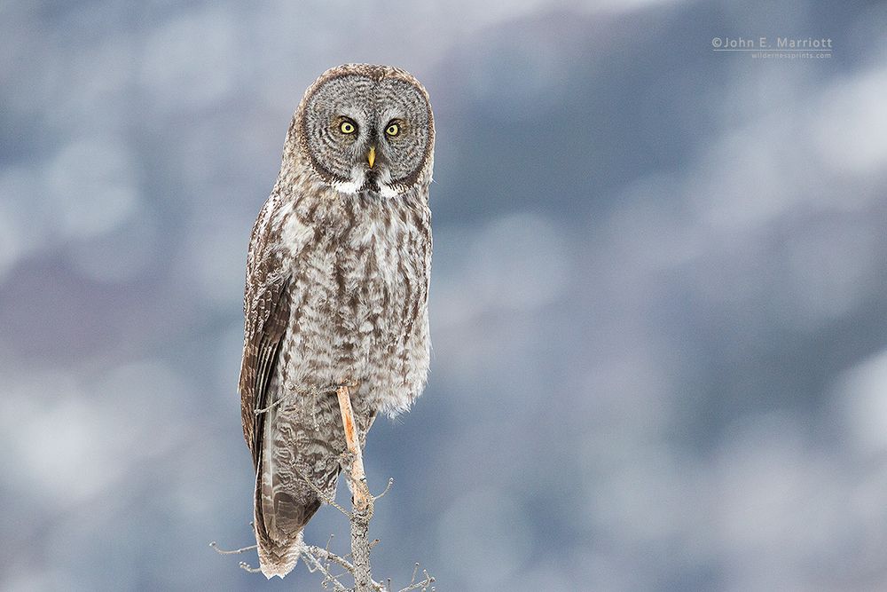 Great gray owl by wildlife photographer John E. Marriott