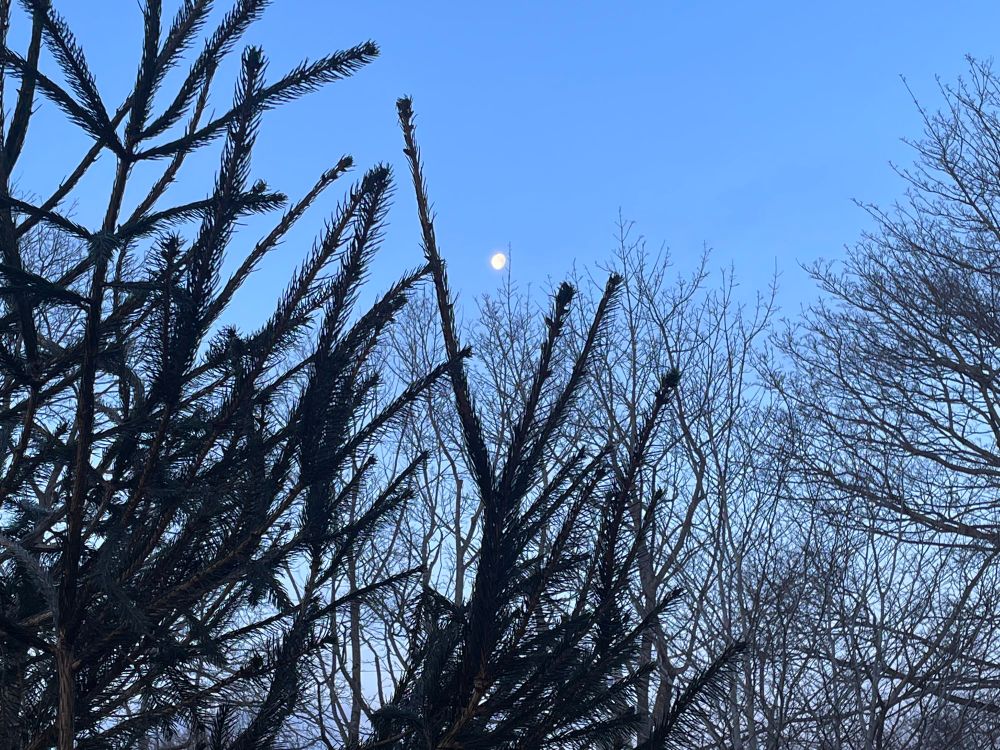 Small moon in blue sky with evergreen tree foreground