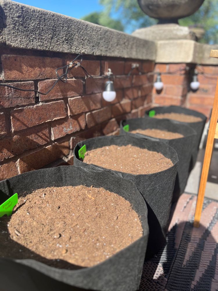 4 large grow bags of soil with label markers in the afternoon sun