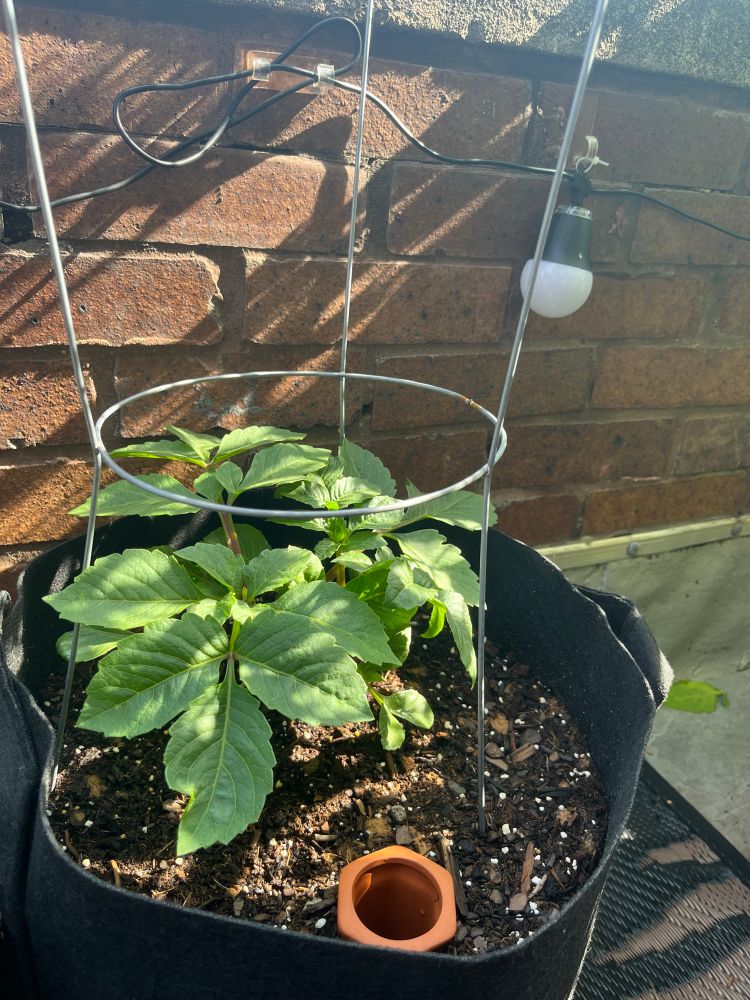 Young dahlia plant in the morning sun. 