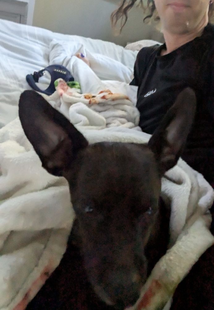 Puppy wrapped in blanket