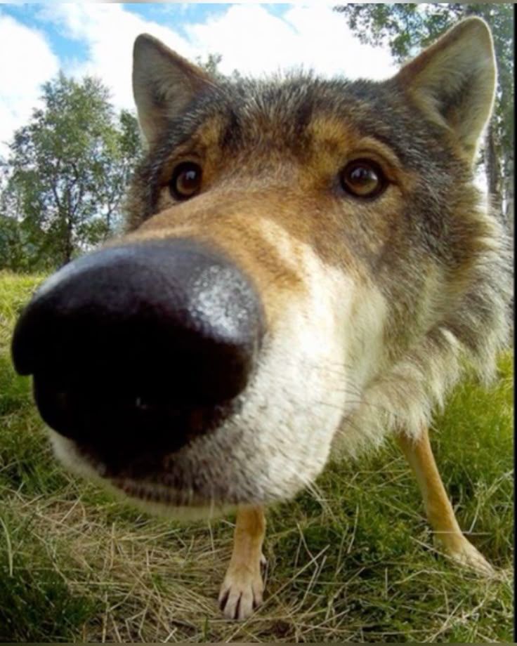 Wolp