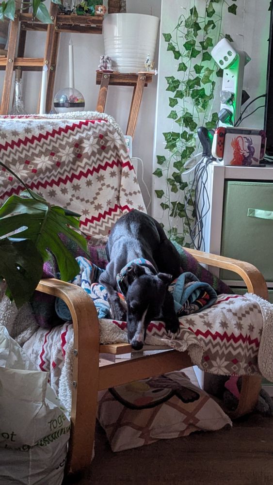 A whippet asleep half of a rocking chair