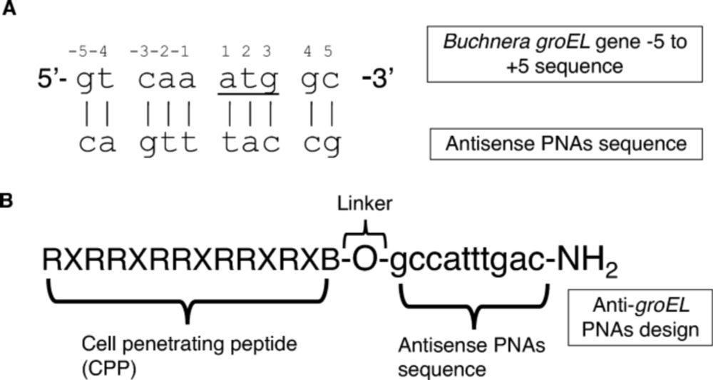 In vivo interference of pea aphid endosymbiont Buchnera groEL gene by synthetic peptide nucleic acids - Scientific Reports