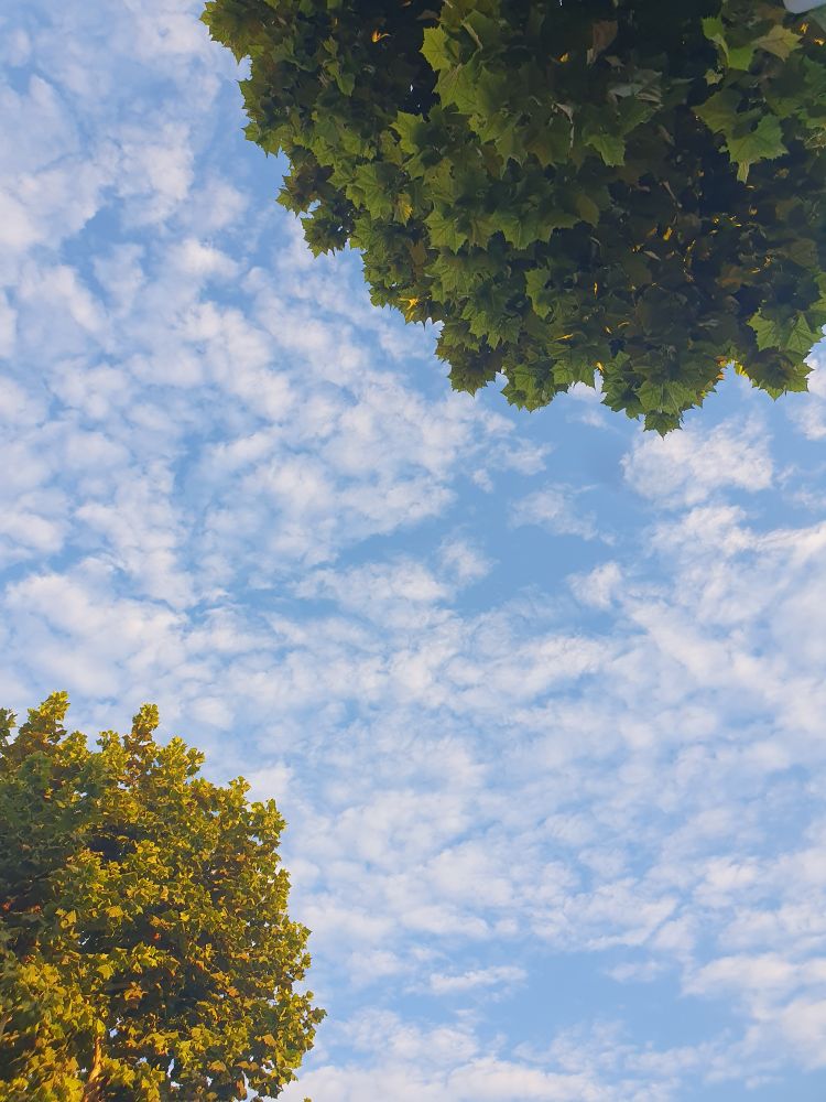 새털같은 구름이 흘러가는 하늘