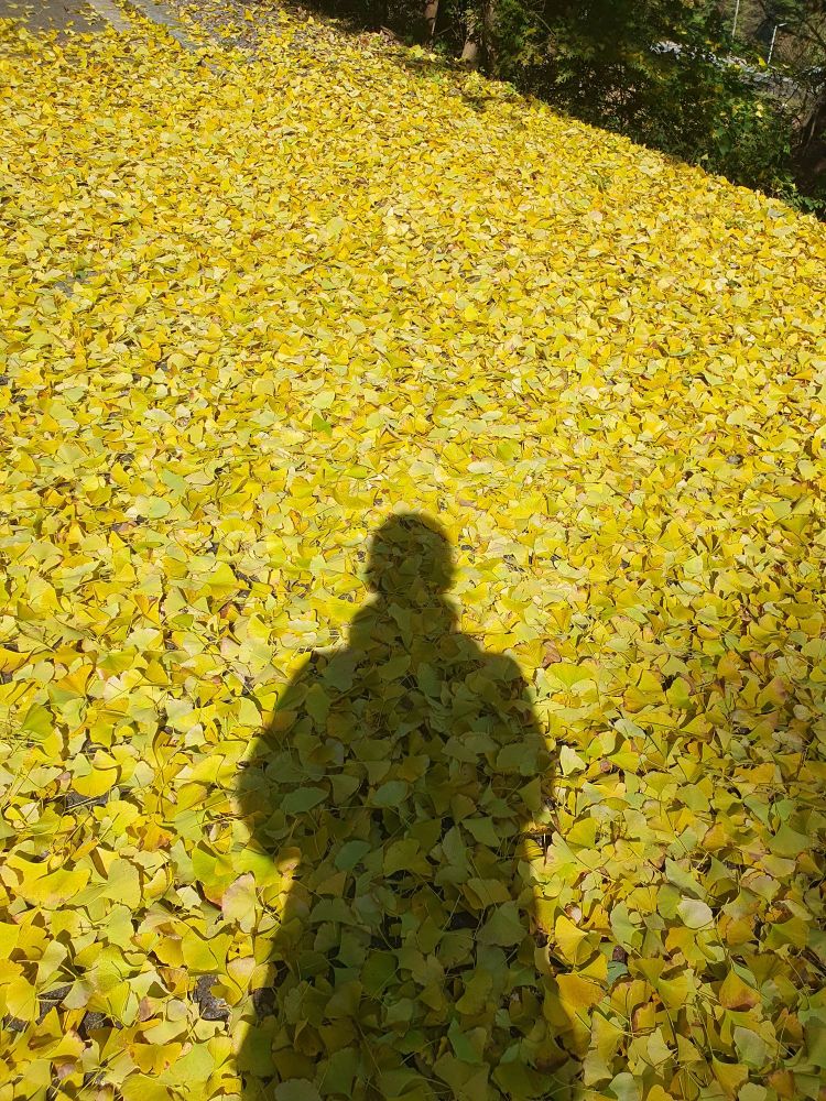 노란 은행잎이 덮인 길에 사람 그림자