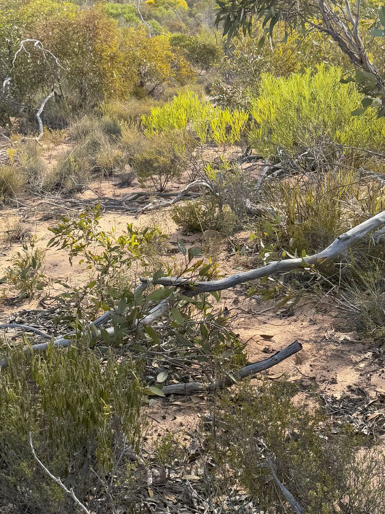 A scene of mallee scrub, trees, small shrubs and red sand. 